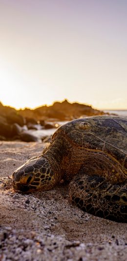 [2436x1125]海龟 沙滩 爬行 海岸 苹果手机壁纸图片