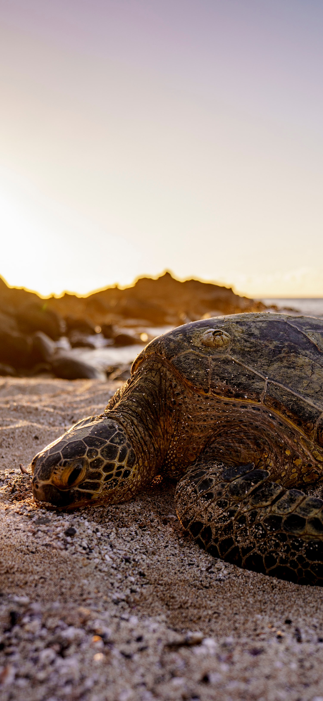[2436×1125]海龟 沙滩 爬行 海岸 苹果手机壁纸图片