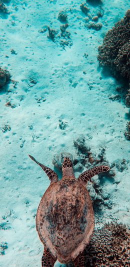 [2436x1125]海龟 海底 倾斜 海水 珊瑚 苹果手机壁纸图片