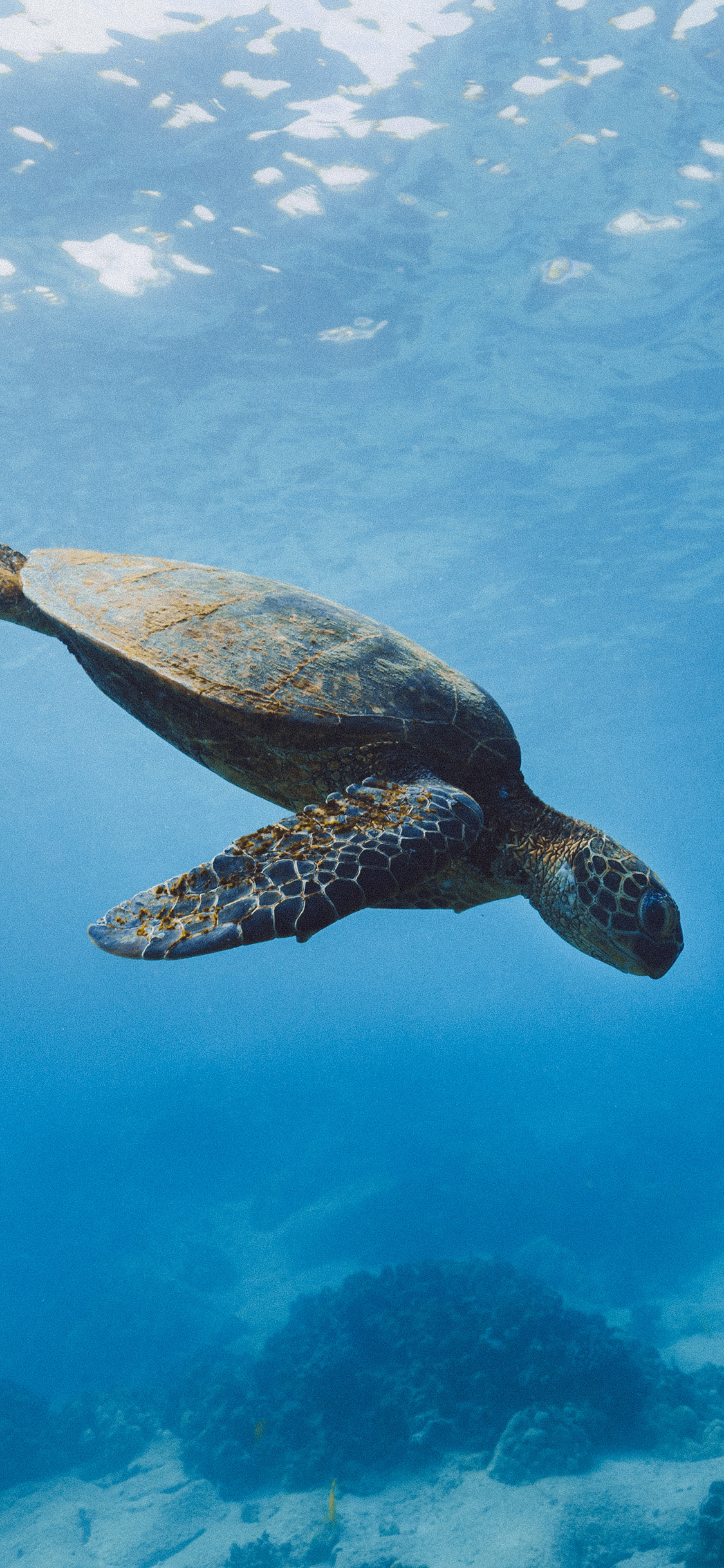 [2436×1125]海龟 海底 大海 海洋 苹果手机壁纸图片