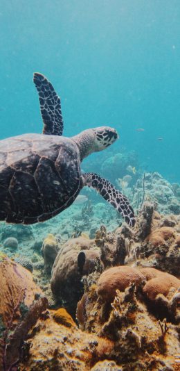 [2436x1125]海龟 海底 珊瑚 游动 苹果手机壁纸图片