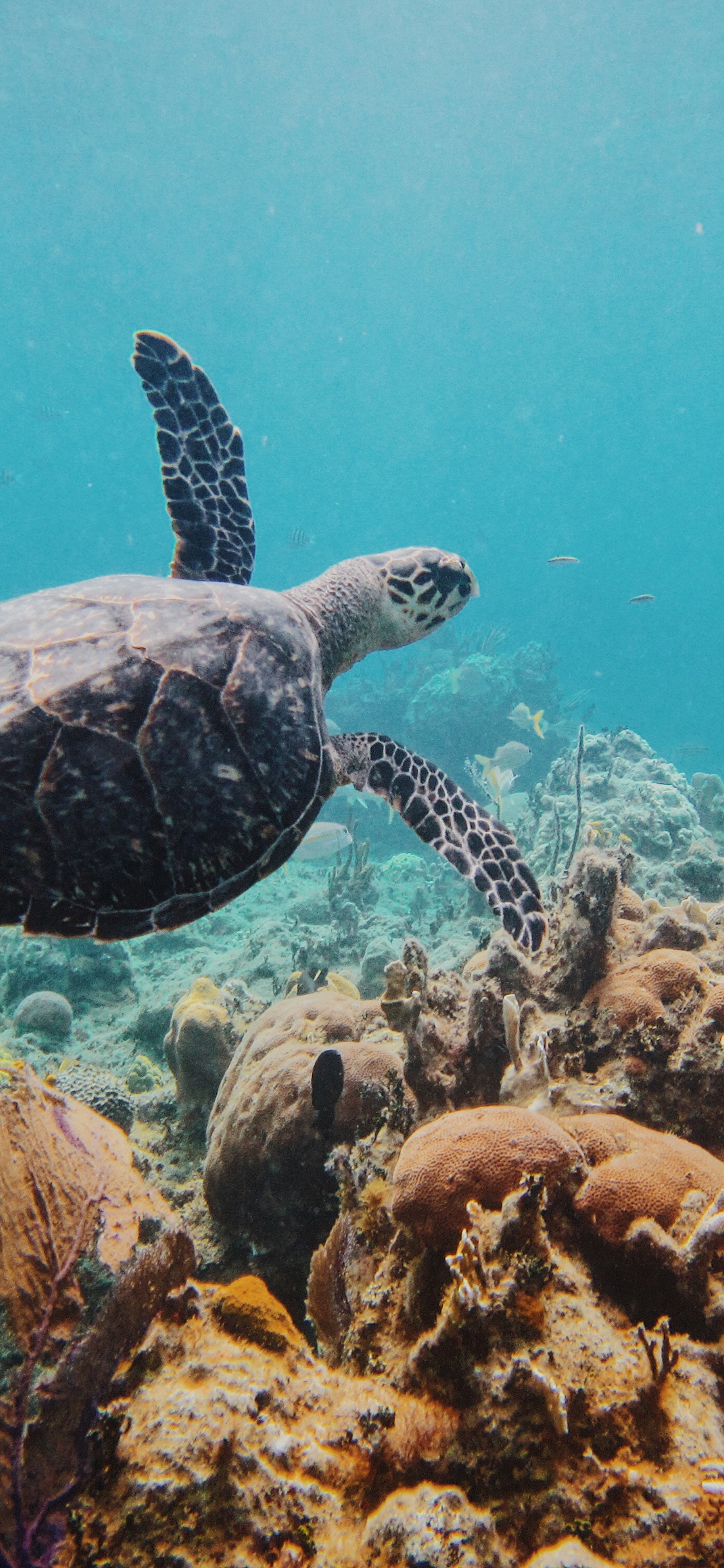 [2436×1125]海龟 海底 珊瑚 游动 苹果手机壁纸图片