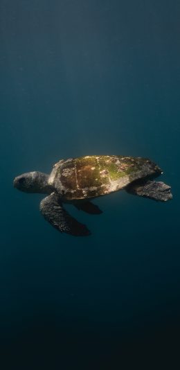 [2436x1125]海龟 海底 苔藓 龟壳 游动 苹果手机壁纸图片