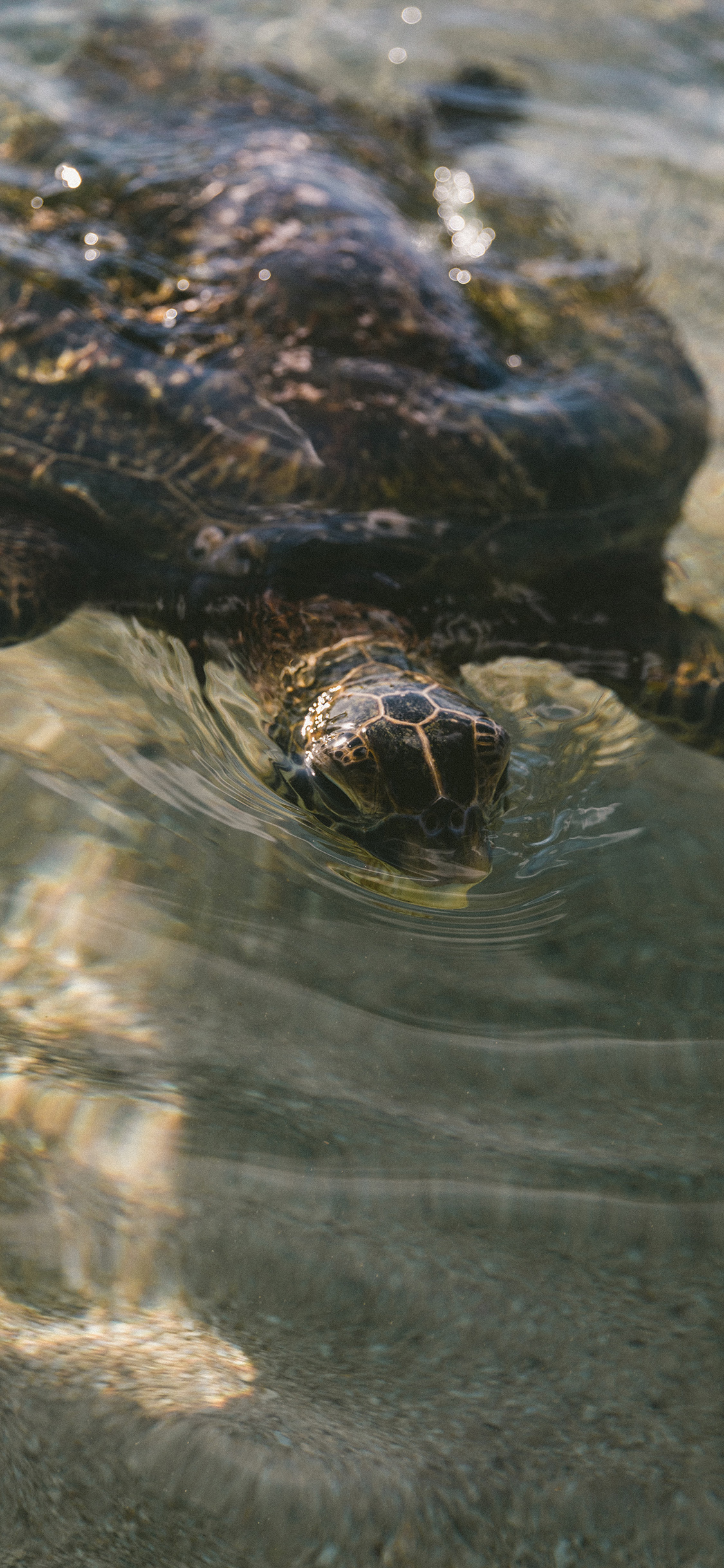 [2436×1125]海龟 海水 乌龟 清澈 苹果手机壁纸图片