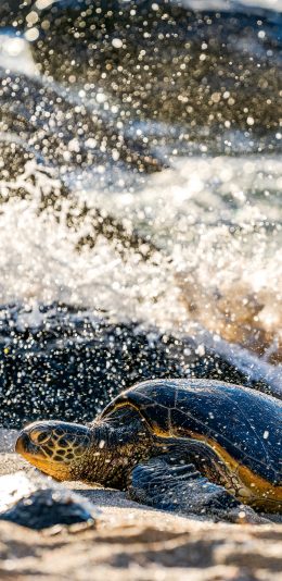 [2436x1125]海龟 海水 海岸 爬行 苹果手机壁纸图片