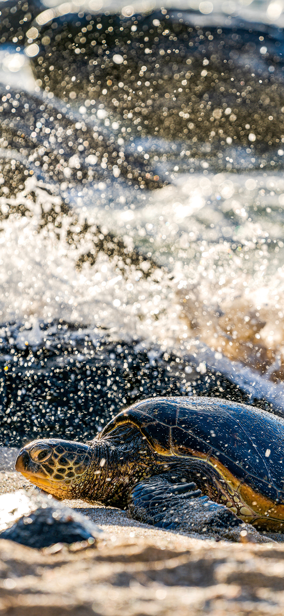[2436×1125]海龟 海水 海岸 爬行 苹果手机壁纸图片