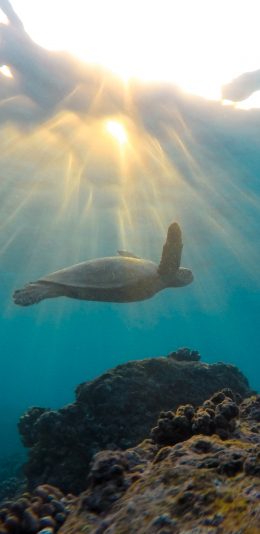 [2436x1125]海龟 海水 海洋 游动 苹果手机壁纸图片