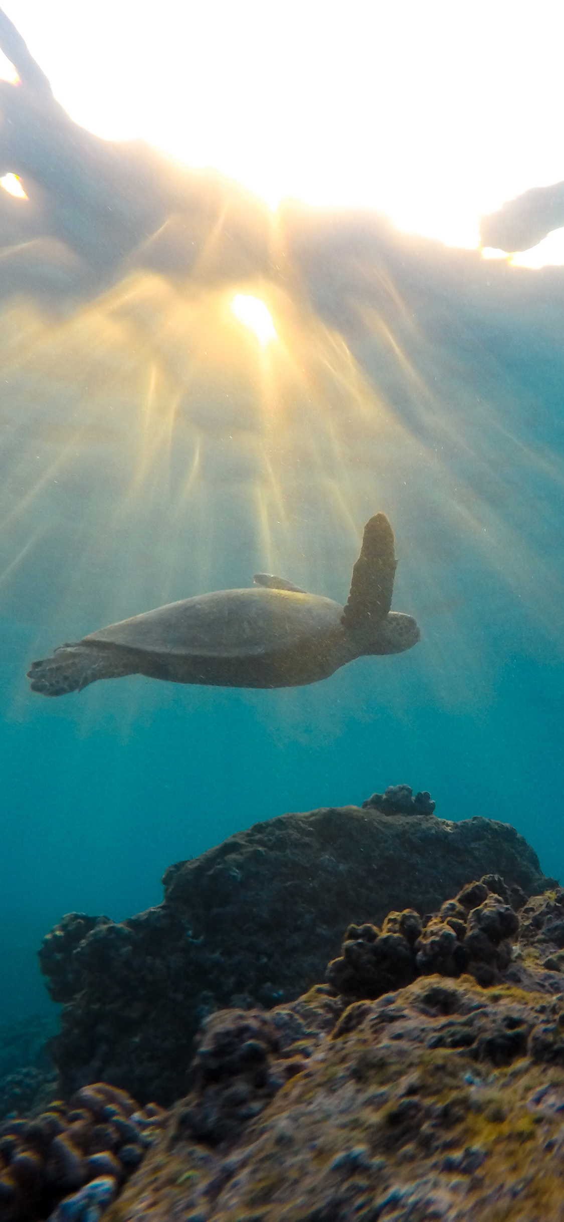 [2436×1125]海龟 海水 海洋 游动 苹果手机壁纸图片