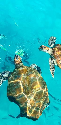 [2436x1125]海龟 海水 游水 龟类 苹果手机壁纸图片