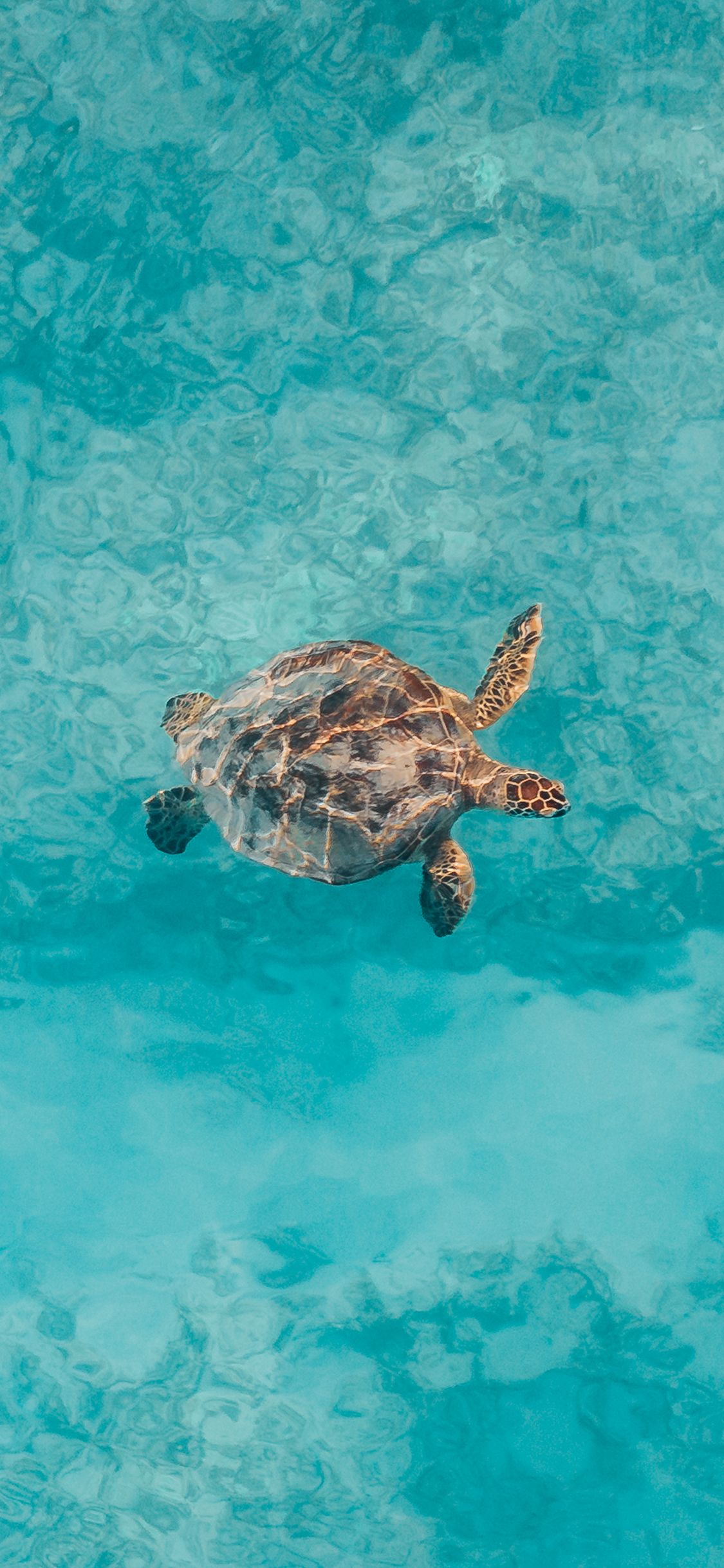 [2436×1125]海龟 海水 蓝色 大海 海洋 苹果手机壁纸图片