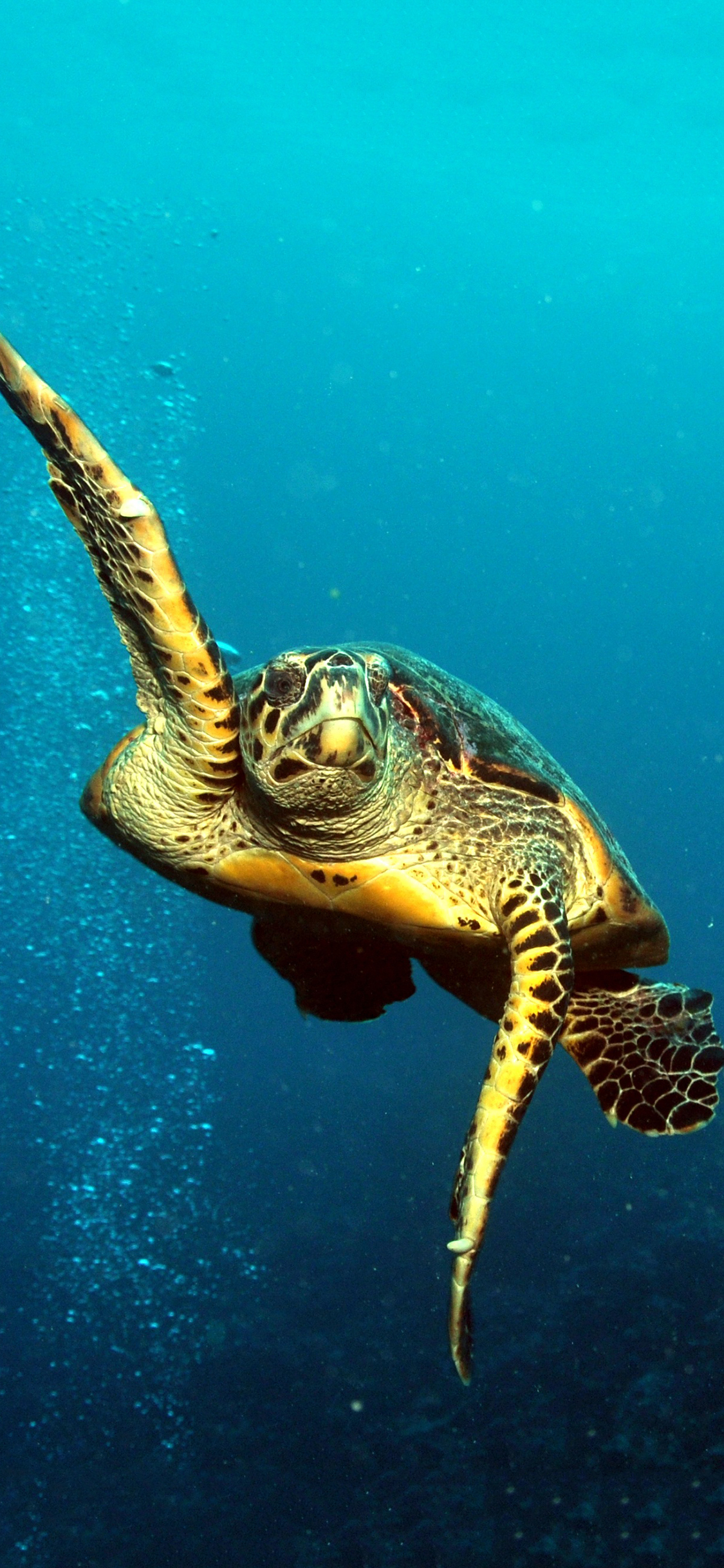 [2436×1125]海龟 海洋 大海 海底 游动 苹果手机壁纸图片
