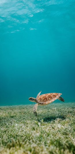 [2436x1125]海龟 海洋 水草 清澈 苹果手机壁纸图片