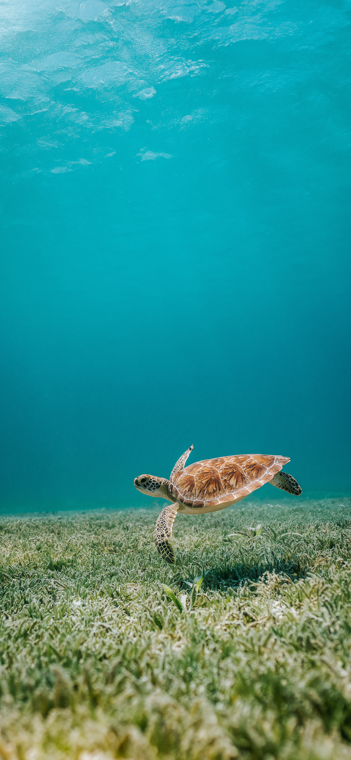 [2436×1125]海龟 海洋 水草 清澈 苹果手机壁纸图片