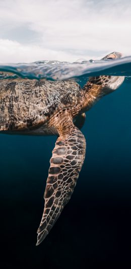 [2436x1125]海龟 海洋 海水 大海 苹果手机壁纸图片