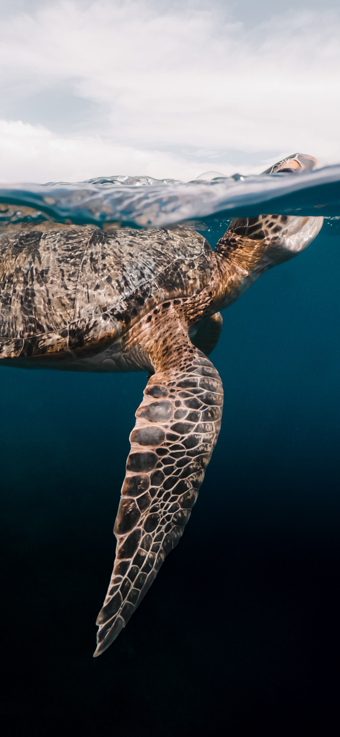 [2436×1125]海龟 海洋 海水 大海 苹果手机壁纸图片