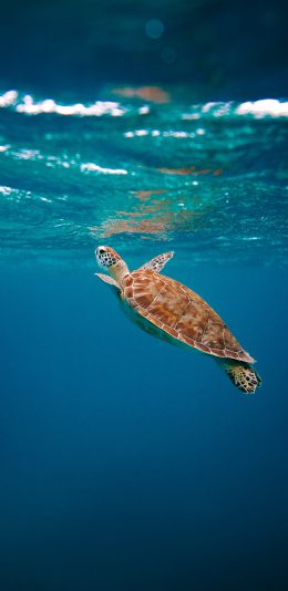 [2436x1125]海龟 海洋 清澈 海水 苹果手机壁纸图片