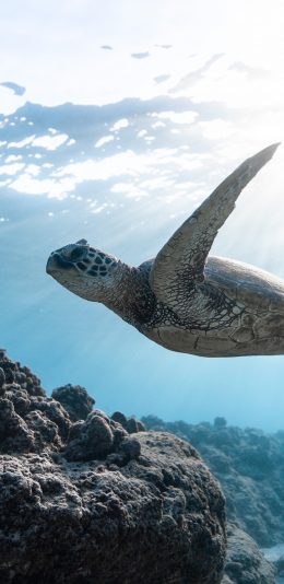 [2436x1125]海龟 海洋 游动 大海 苹果手机壁纸图片