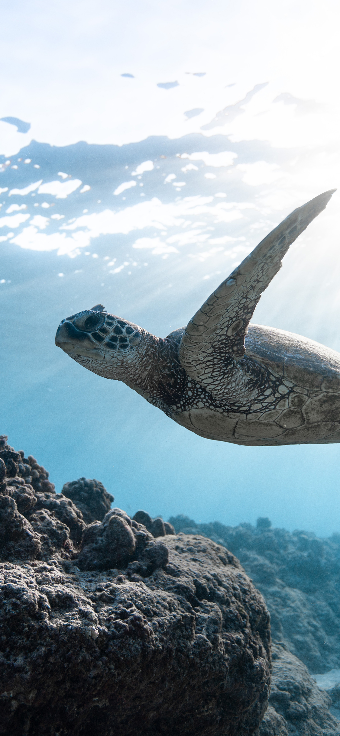 [2436×1125]海龟 海洋 游动 大海 苹果手机壁纸图片