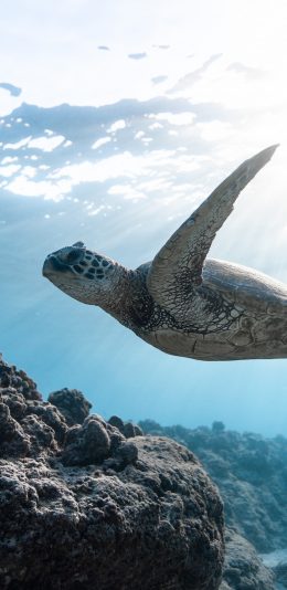 [2436x1125]海龟 海洋 游动 珊瑚礁 苹果手机壁纸图片