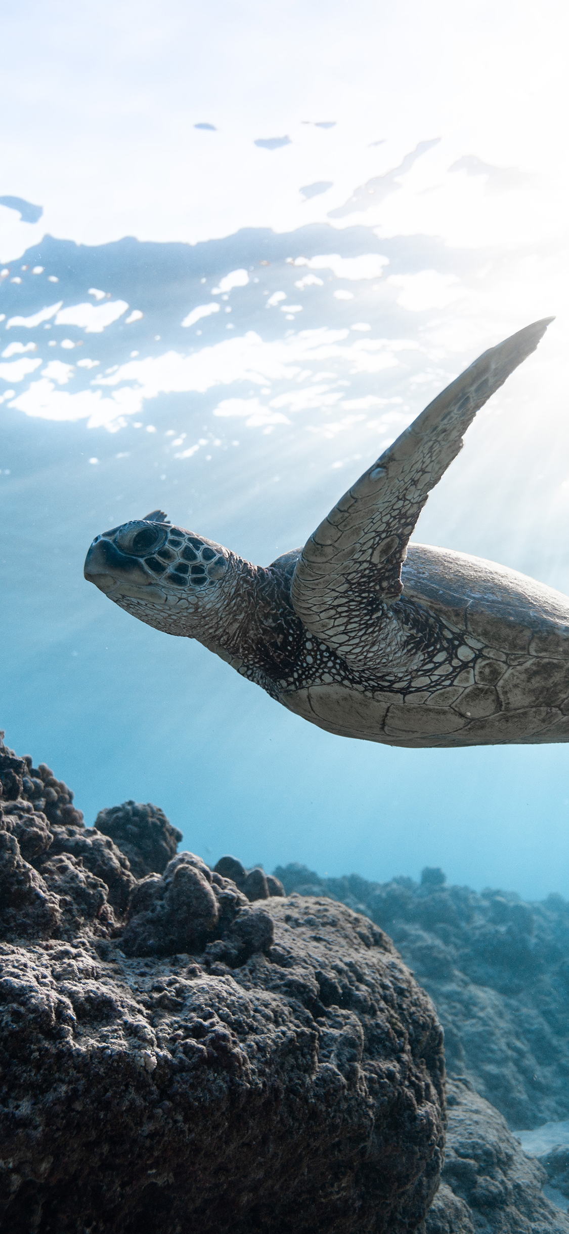 [2436×1125]海龟 海洋 游动 珊瑚礁 苹果手机壁纸图片