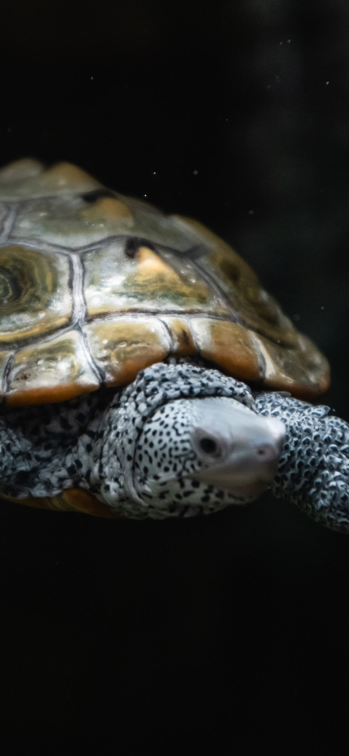 [2436×1125]海龟 海洋 爬行 游动 苹果手机壁纸图片