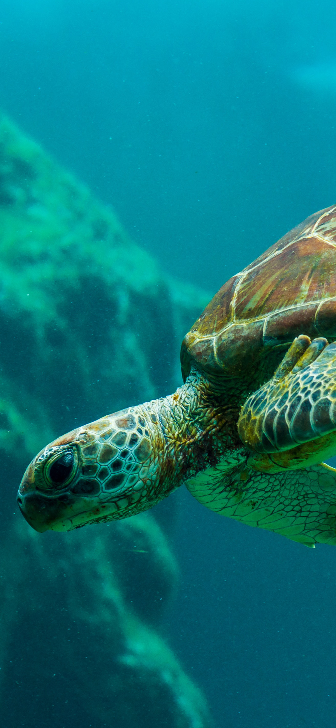 [2436×1125]海龟 海洋 龟类 海洋生物 苹果手机壁纸图片