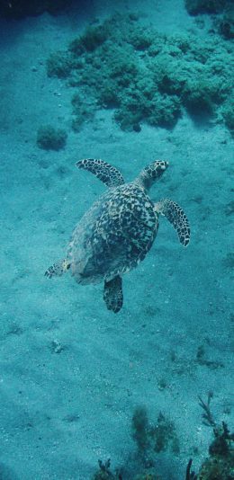 [2436x1125]海龟 海洋生物 游动 长寿 苹果手机壁纸图片