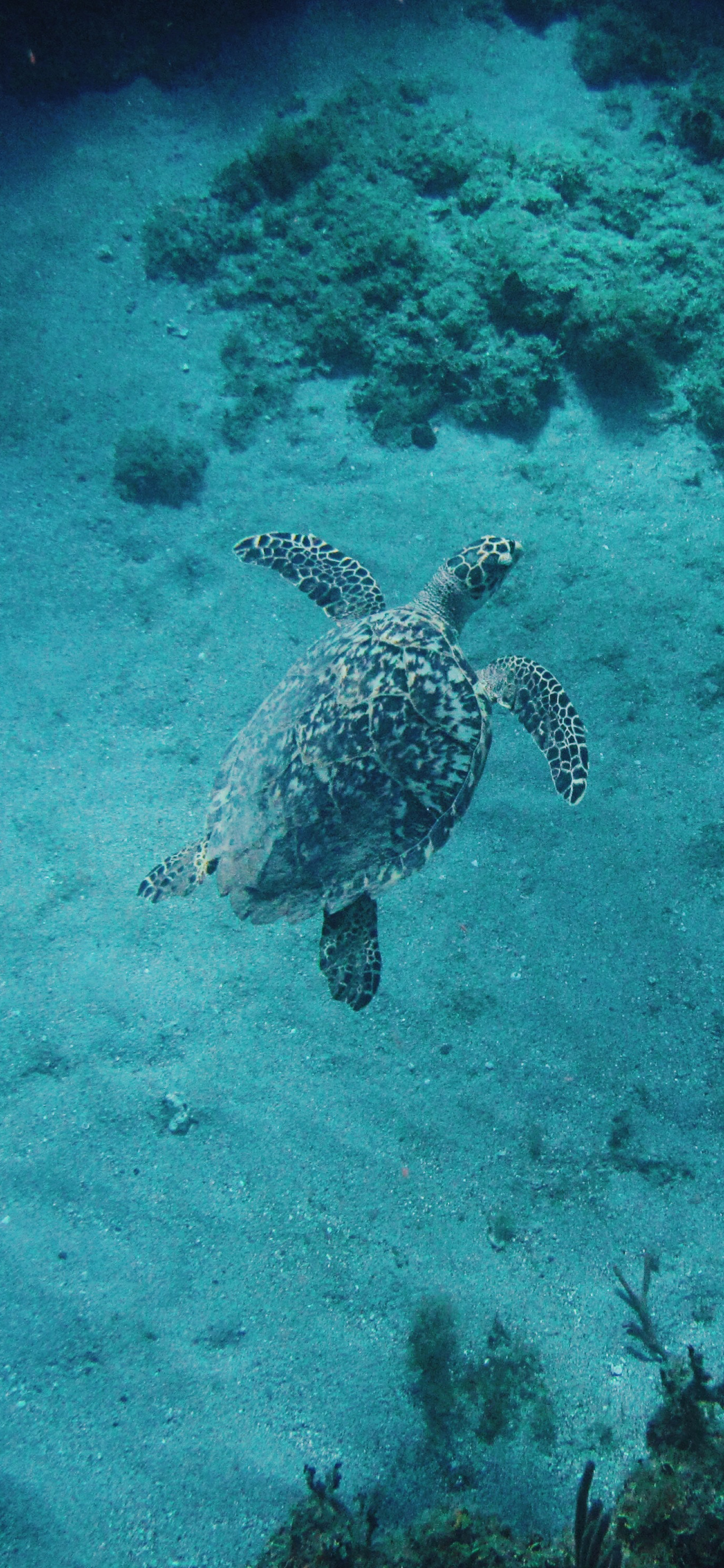 [2436×1125]海龟 海洋生物 游动 长寿 苹果手机壁纸图片