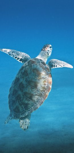[2436x1125]海龟 海洋生物 蓝色 海底 游泳 苹果手机壁纸图片