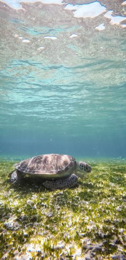 [2436x1125]海龟 海草 大海 波光粼粼 苹果手机壁纸图片