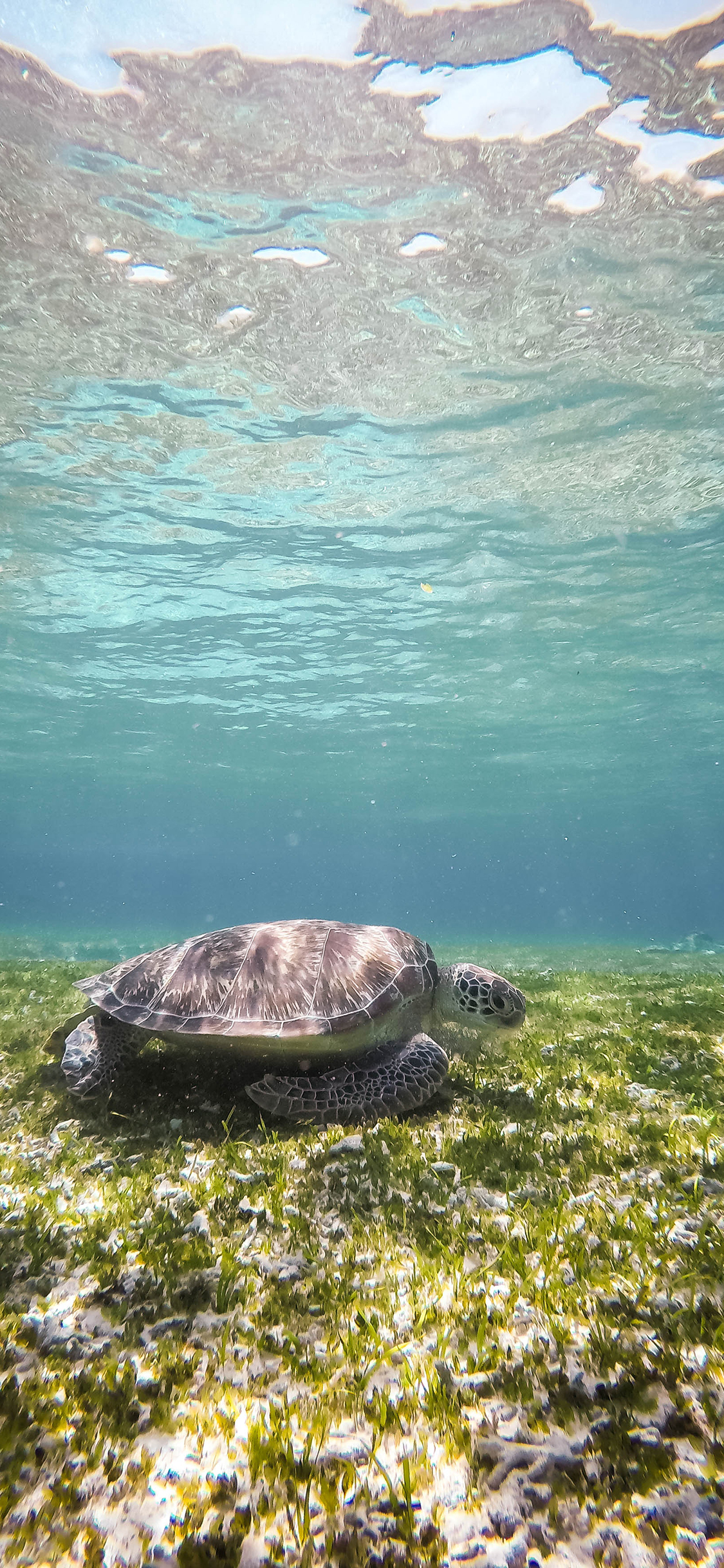 [2436×1125]海龟 海草 大海 波光粼粼 苹果手机壁纸图片