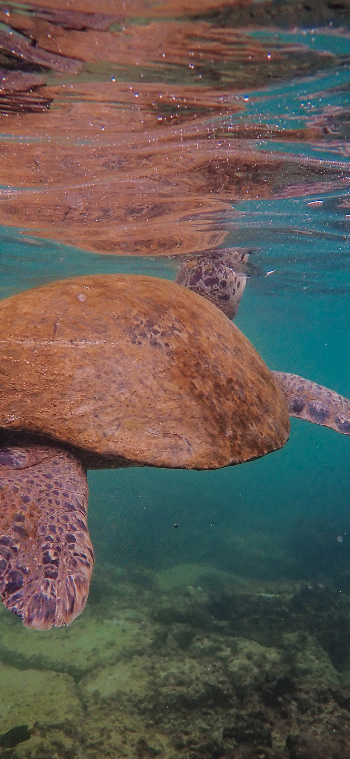 [2436×1125]海龟 清澈 海水 水面 苹果手机壁纸图片