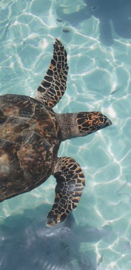 [2436x1125]海龟 游动 水面 龟壳 苹果手机壁纸图片