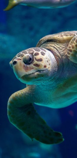 [2436x1125]海龟 游动 海洋 海鱼 苹果手机壁纸图片