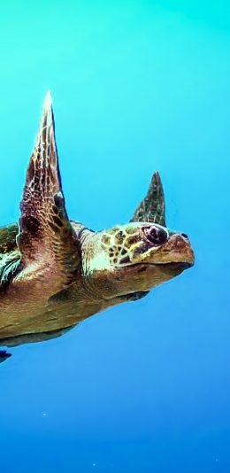 [2436x1125]海龟 游动 深海 鱼类 苹果手机壁纸图片