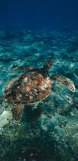 [2436x1125]海龟 长寿 海底 清澈 苹果手机壁纸图片