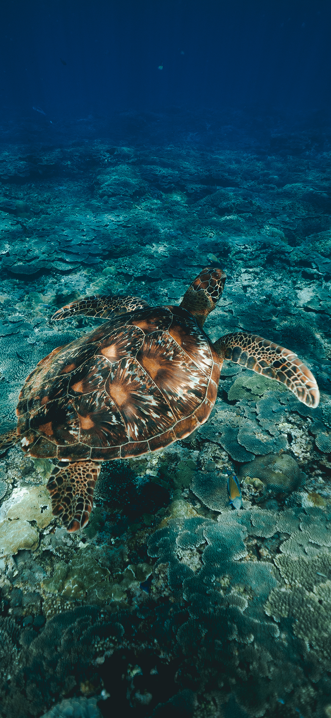 [2436×1125]海龟 长寿 海底 清澈 苹果手机壁纸图片