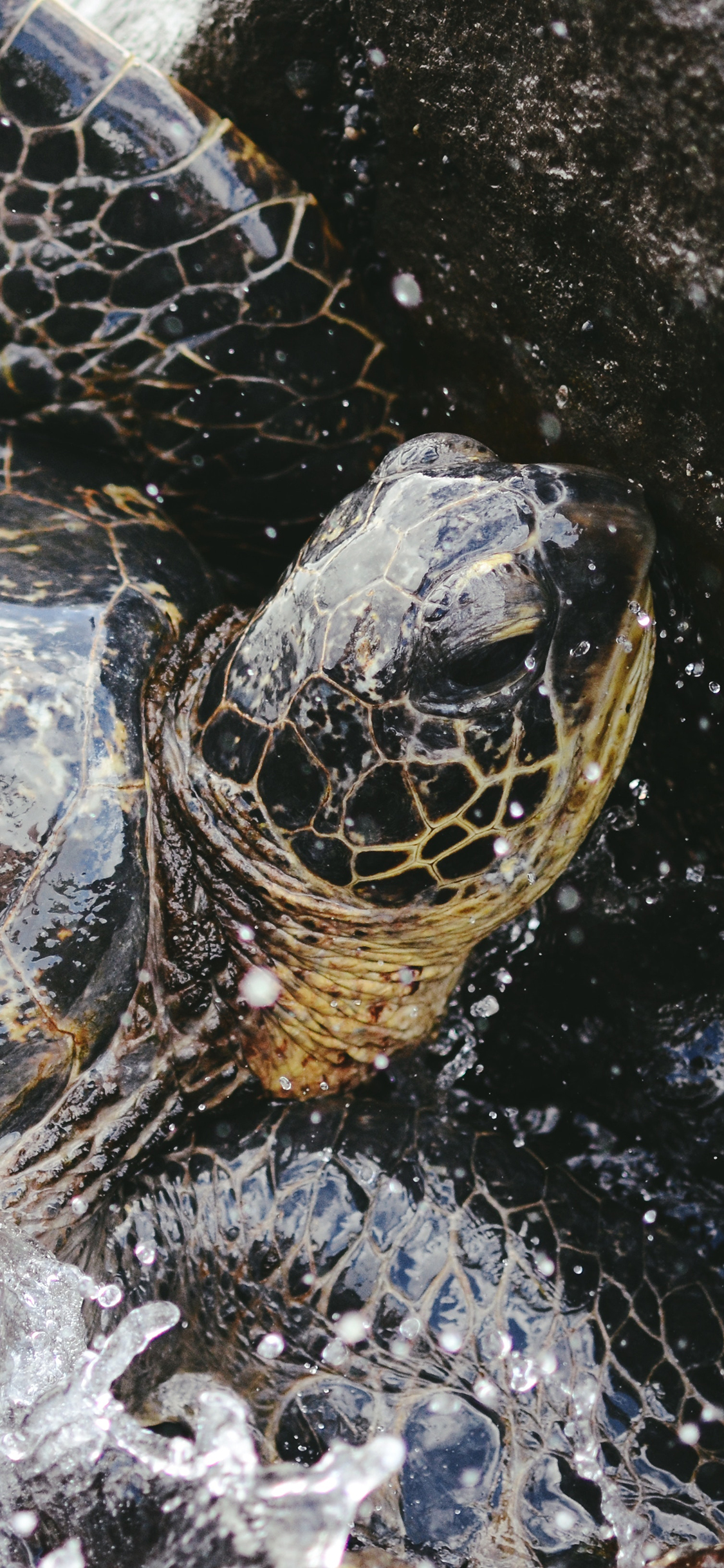 [2436×1125]海龟 长寿 海浪 礁石 苹果手机壁纸图片