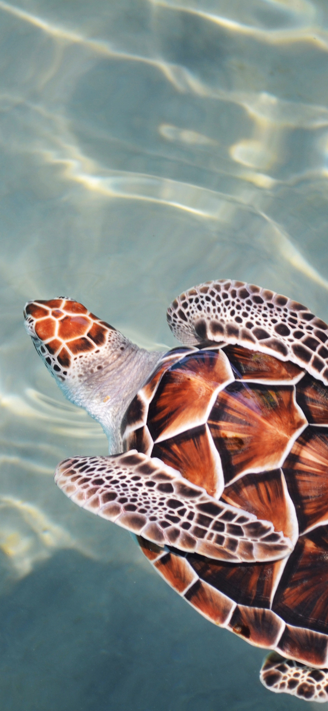 [2436×1125]海龟 长寿 龟壳 纹路 苹果手机壁纸图片
