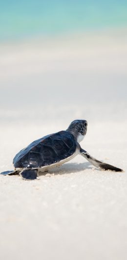 [2436x1125]海龟 龟壳 五黑 漆亮 苹果手机壁纸图片