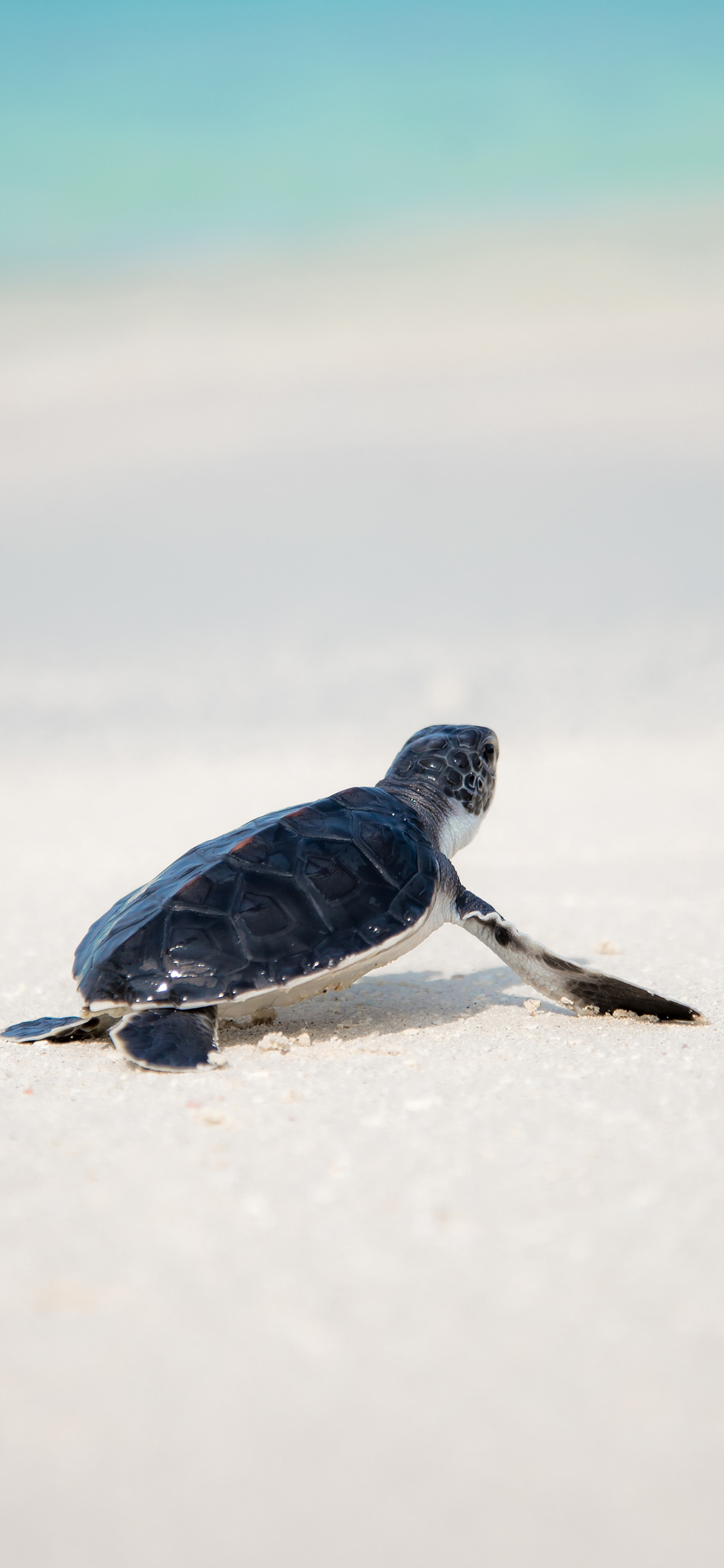 [2436×1125]海龟 龟壳 五黑 漆亮 苹果手机壁纸图片
