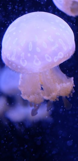 [2436x1125]深海 海洋生物 水母 海蜇 苹果手机壁纸图片