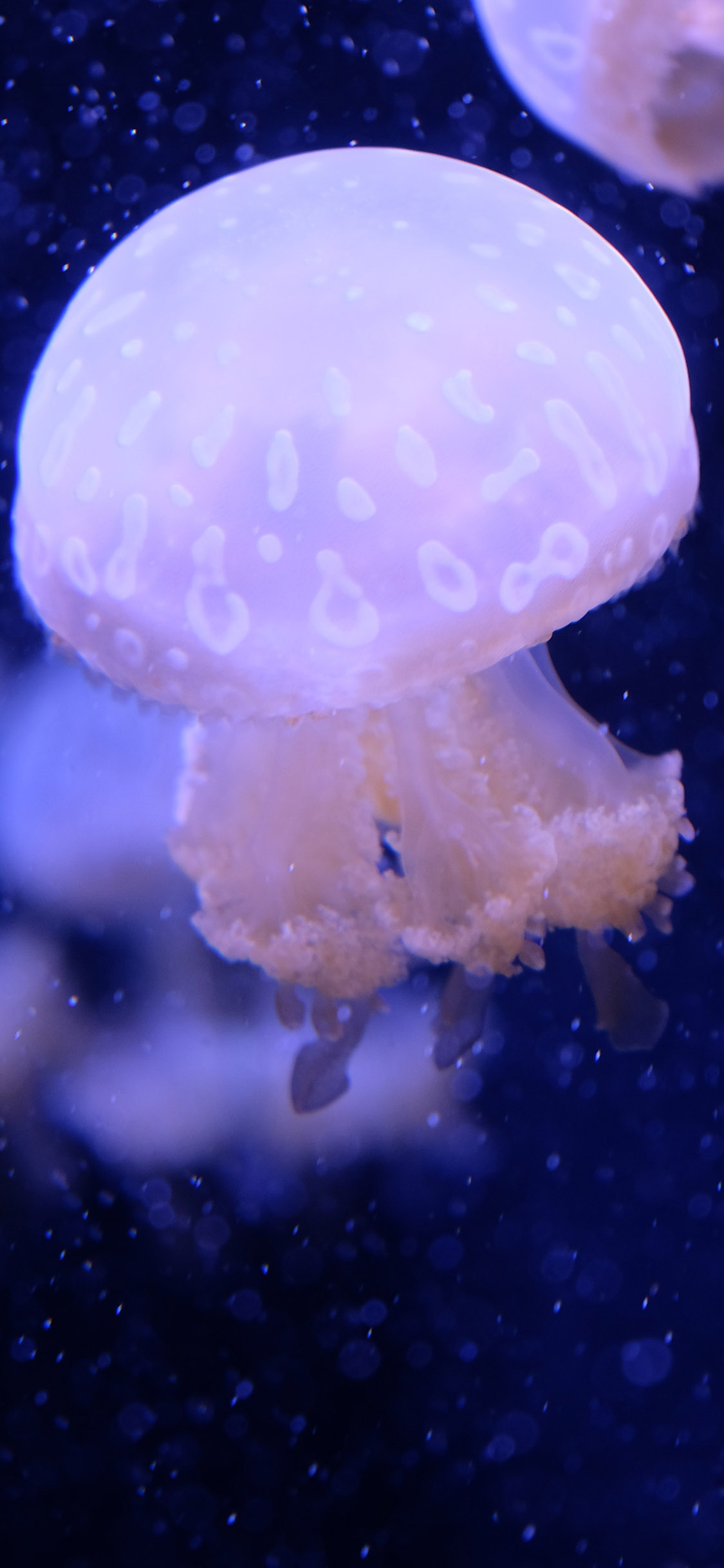 [2436×1125]深海 海洋生物 水母 海蜇 苹果手机壁纸图片