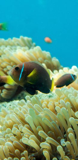 [2436x1125]深海 海洋生物 海鱼 珊瑚 苹果手机壁纸图片