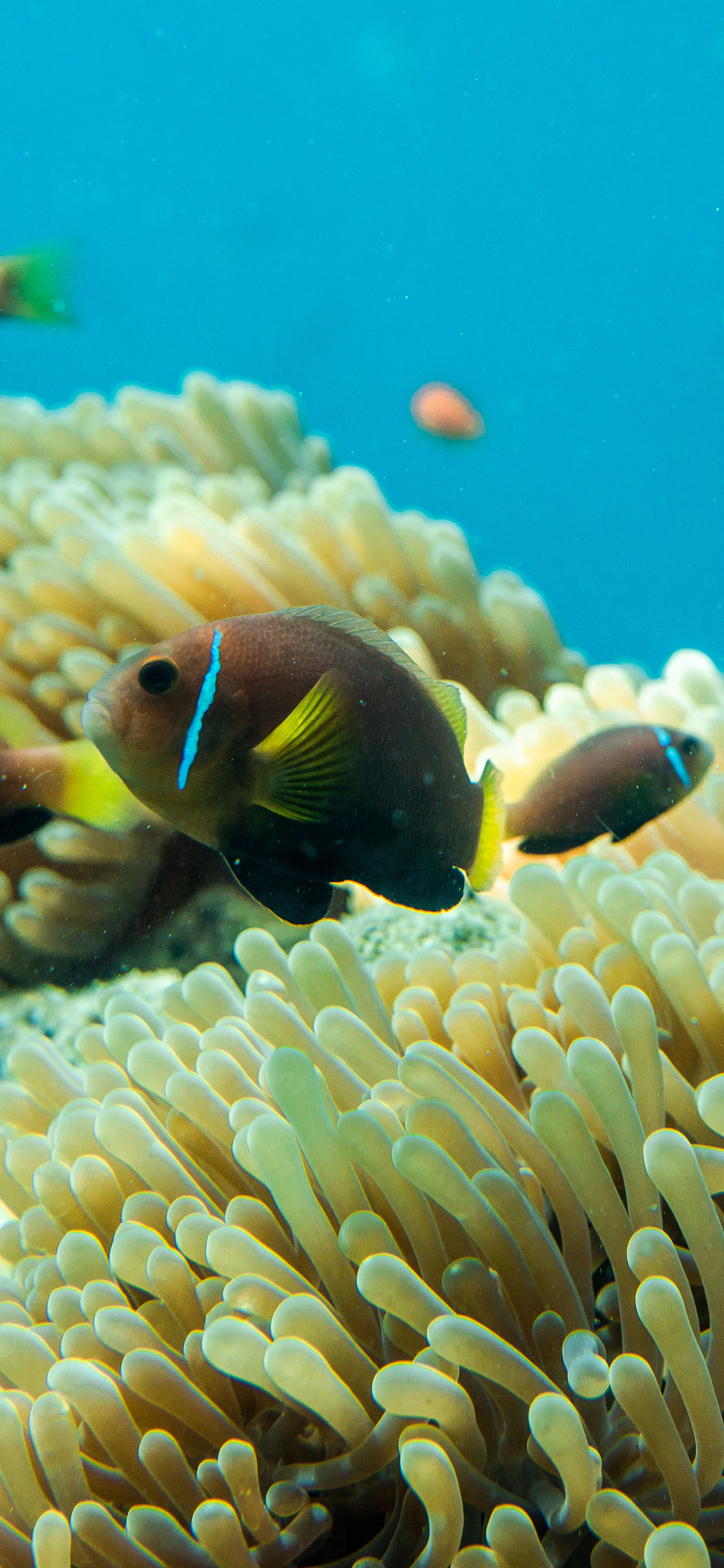 [2436×1125]深海 海洋生物 海鱼 珊瑚 苹果手机壁纸图片