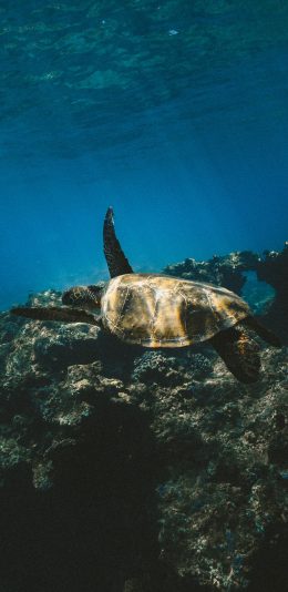 [2436x1125]深海 海洋生物 海龟 苹果手机壁纸图片