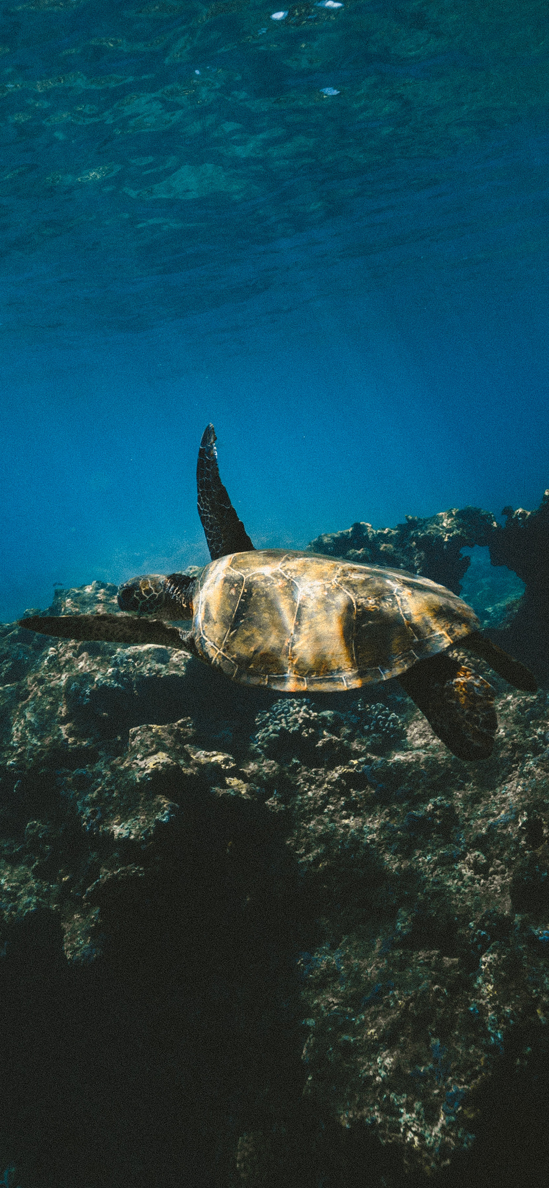 [2436×1125]深海 海洋生物 海龟 苹果手机壁纸图片