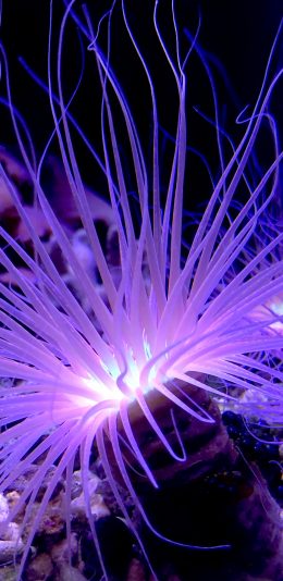 [2436x1125]深海 海洋神武 海葵 触须 苹果手机壁纸图片