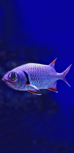 [2436x1125]深海 海鱼 大眼睛 游动 苹果手机壁纸图片