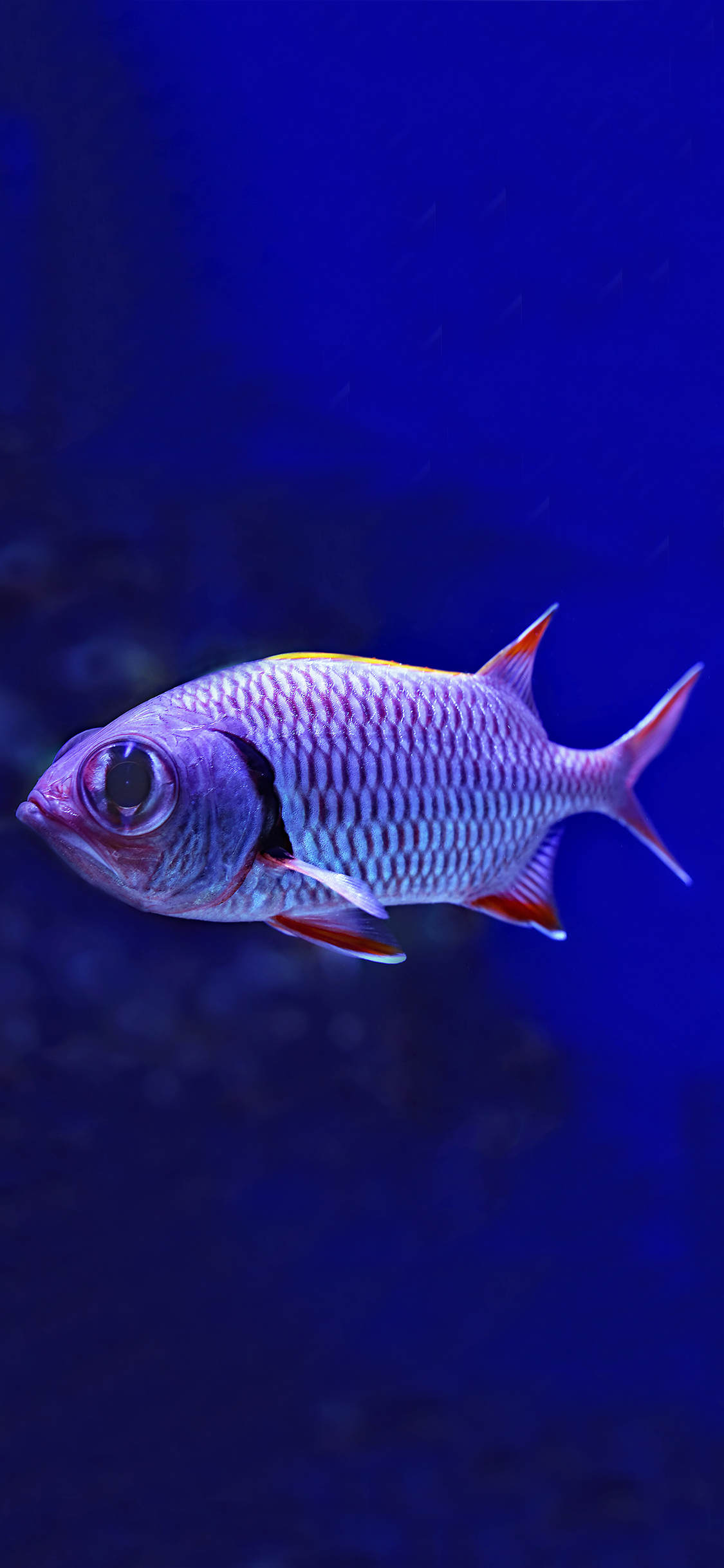 [2436×1125]深海 海鱼 大眼睛 游动 苹果手机壁纸图片
